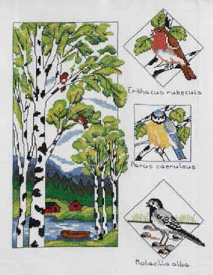 Birch And Birds