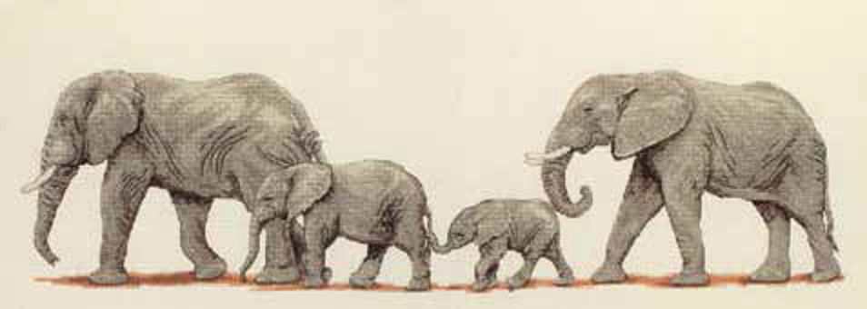 Elephant Stroll