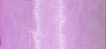 Organza 12 cm obšitá světle fialová 