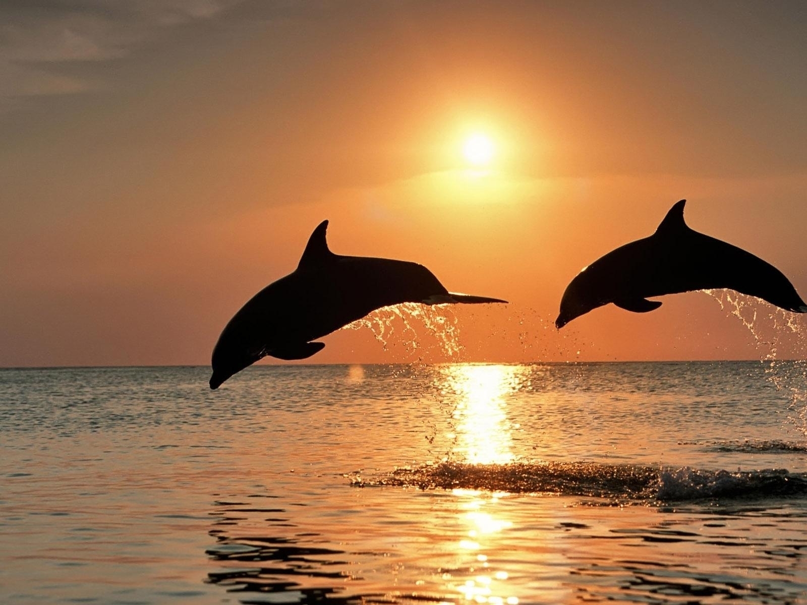 Hry delfínů