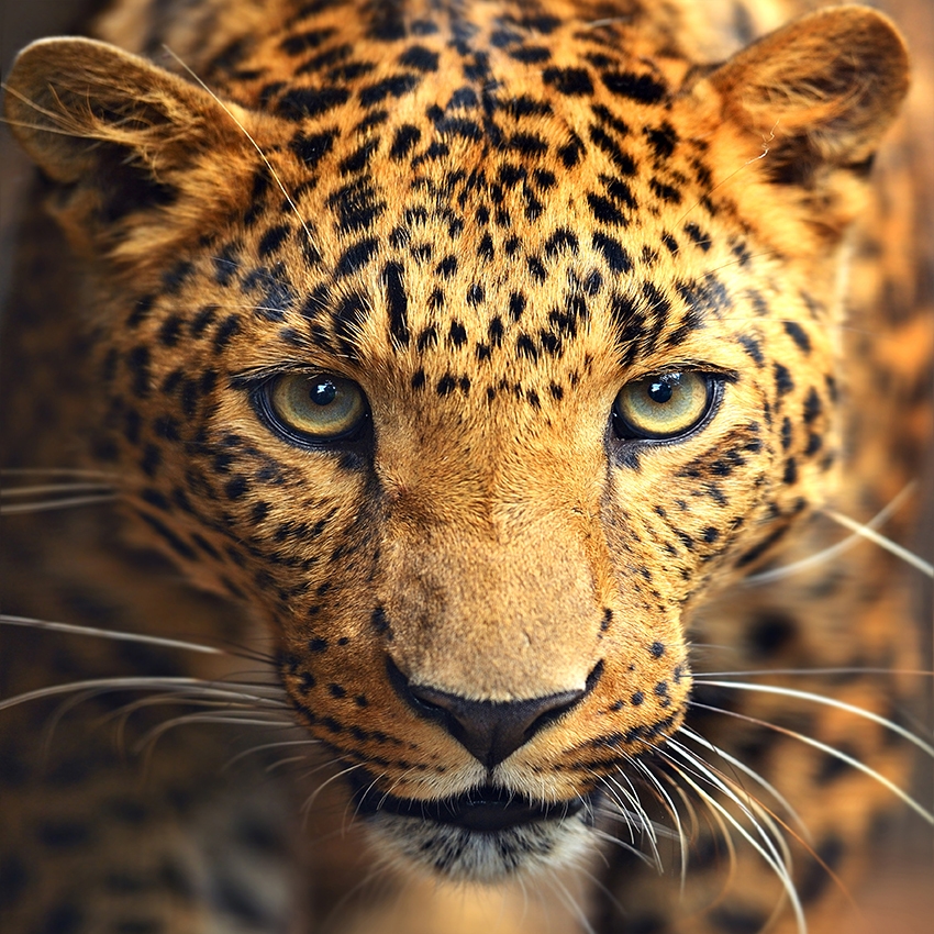 Leopard